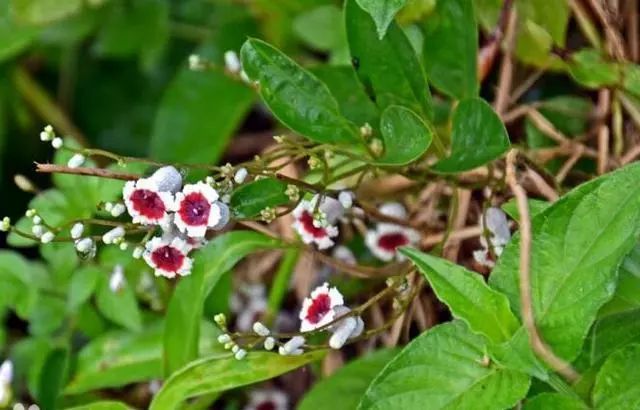 【粤菜师傅*邑味飘香】蓬江区"一镇一品"系列之三月三吃鸡屎藤