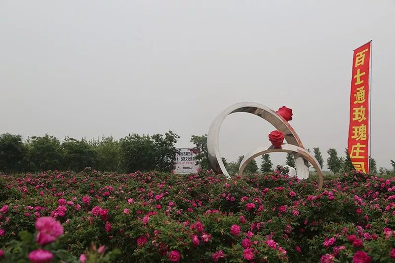 中国长寿之乡养生名优产品——"玫伦美焕"玫瑰花茶_莱州