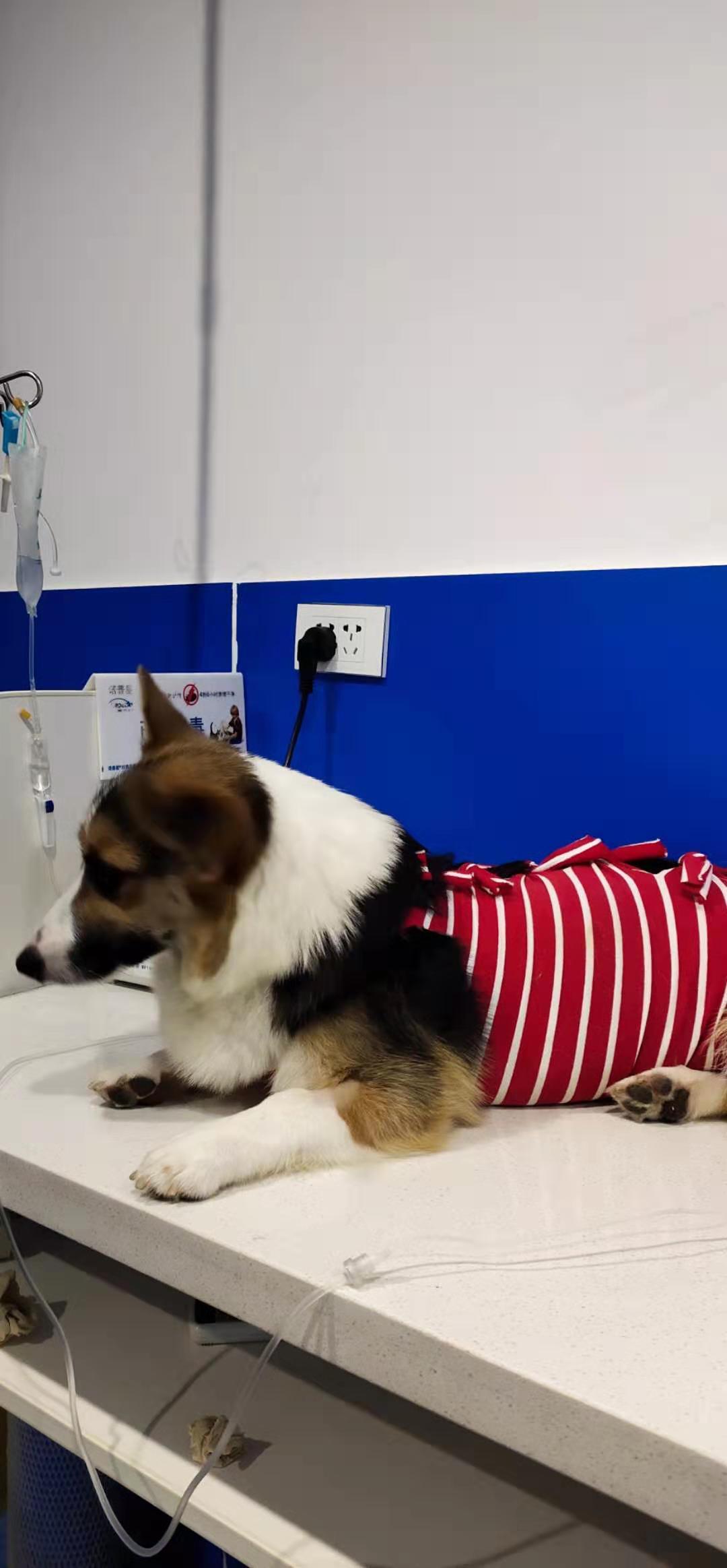 武汉徐东大街中力名居寻找黑黄白三色母柯基犬