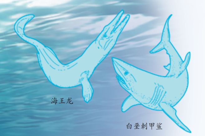 科普已经灭绝的大乌龟古巨龟