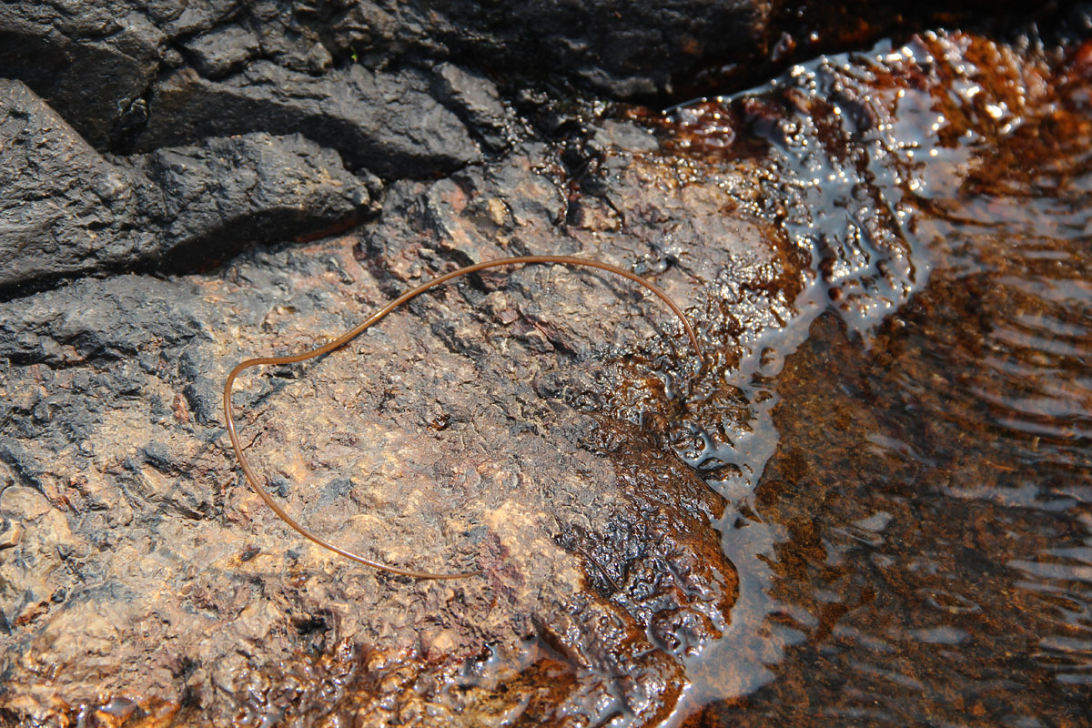 在乡下石头上见到有一条条"铁丝",长辈警告不准拿手戳碰