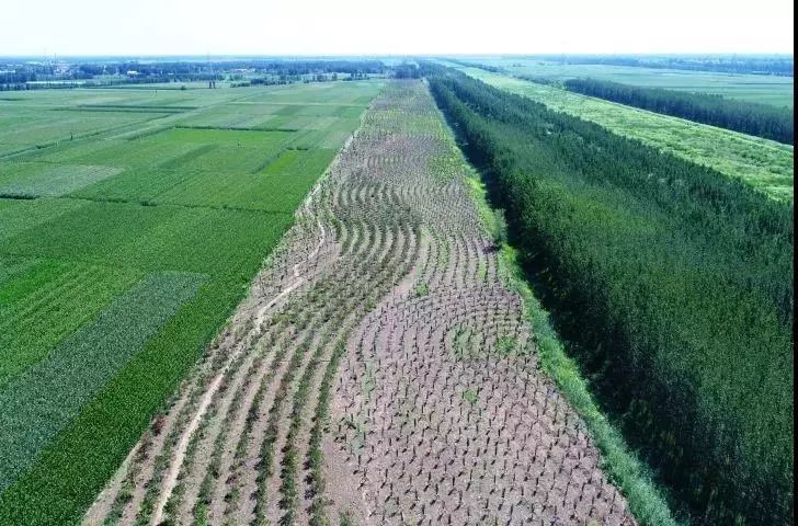 聚焦雄安为千年秀林植下一航绿