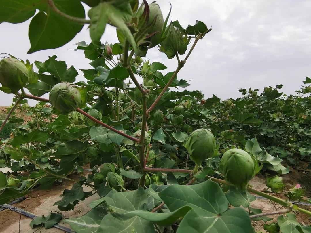 富岛翔燕中国化肥增值行动走进新疆增值肥料助力新疆农业发展