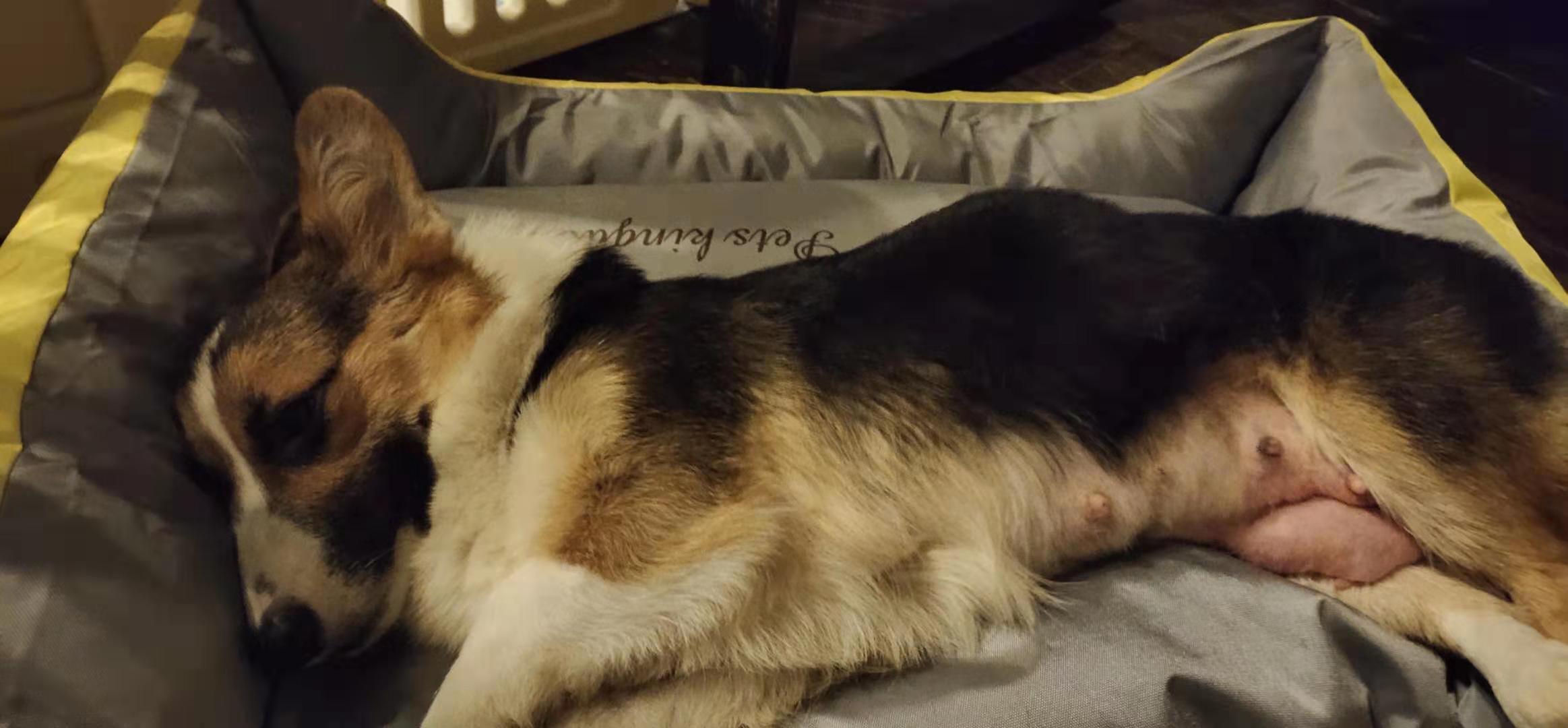 武汉徐东大街中力名居寻找黑黄白三色母柯基犬