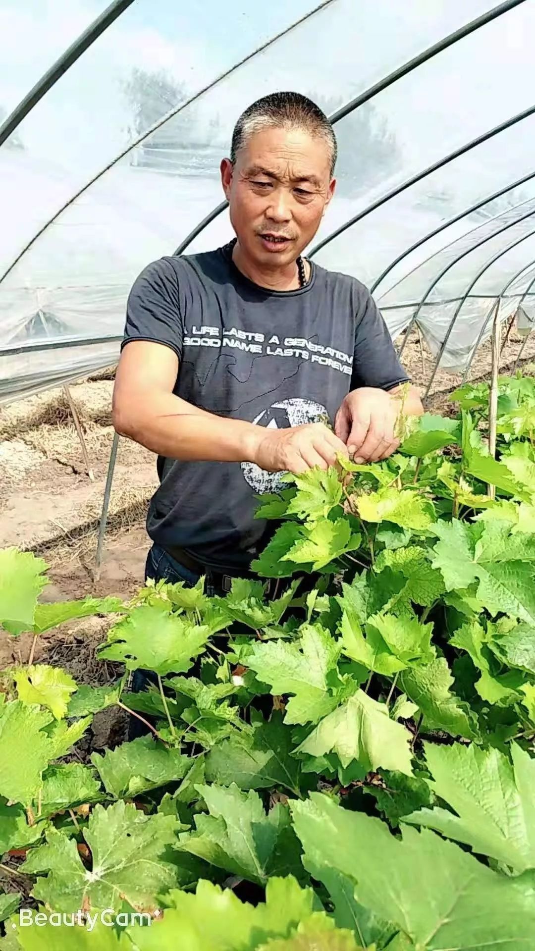 白文彬和他的网红葡萄相信网络紧跟市场风向标好果园系列二十一