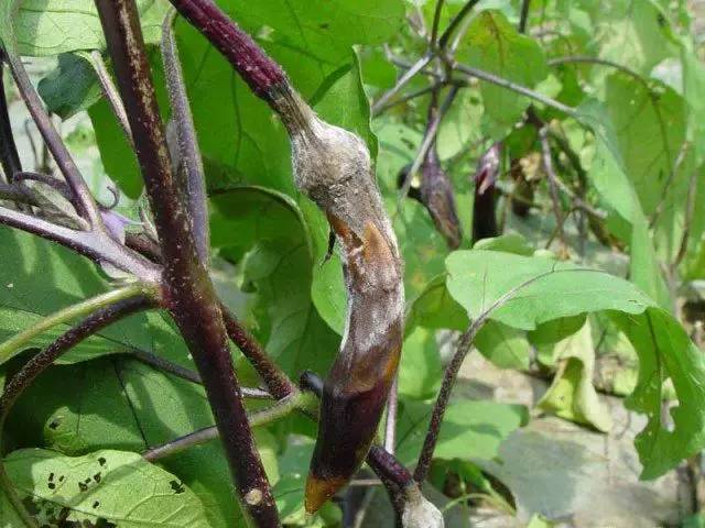 有图有真相史上最全茄子病害