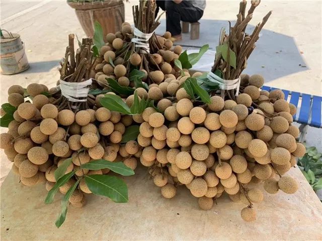 丰都1000亩龙眼成熟压弯了枝条还不快来采摘尝鲜