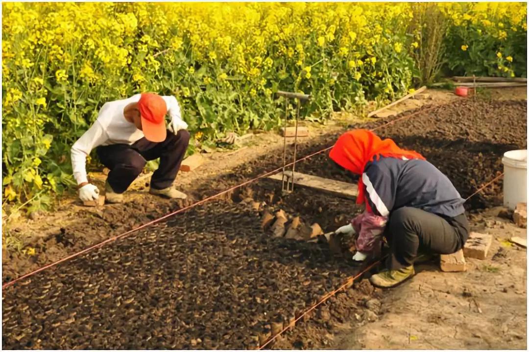 三十多年前,滑县的种棉高手竟是一个"落榜"少年_棉花