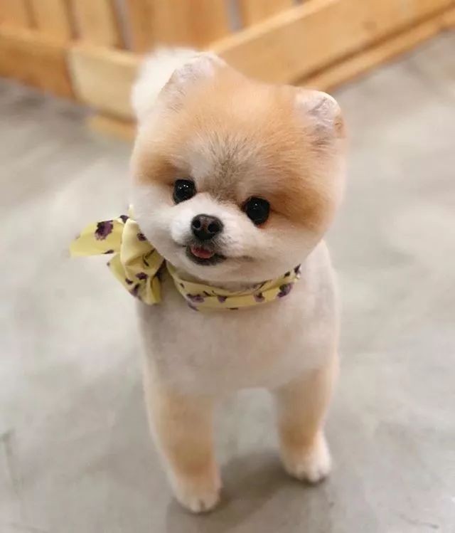 可爱的事物让人有好心情,可爱的狗子治愈力max!