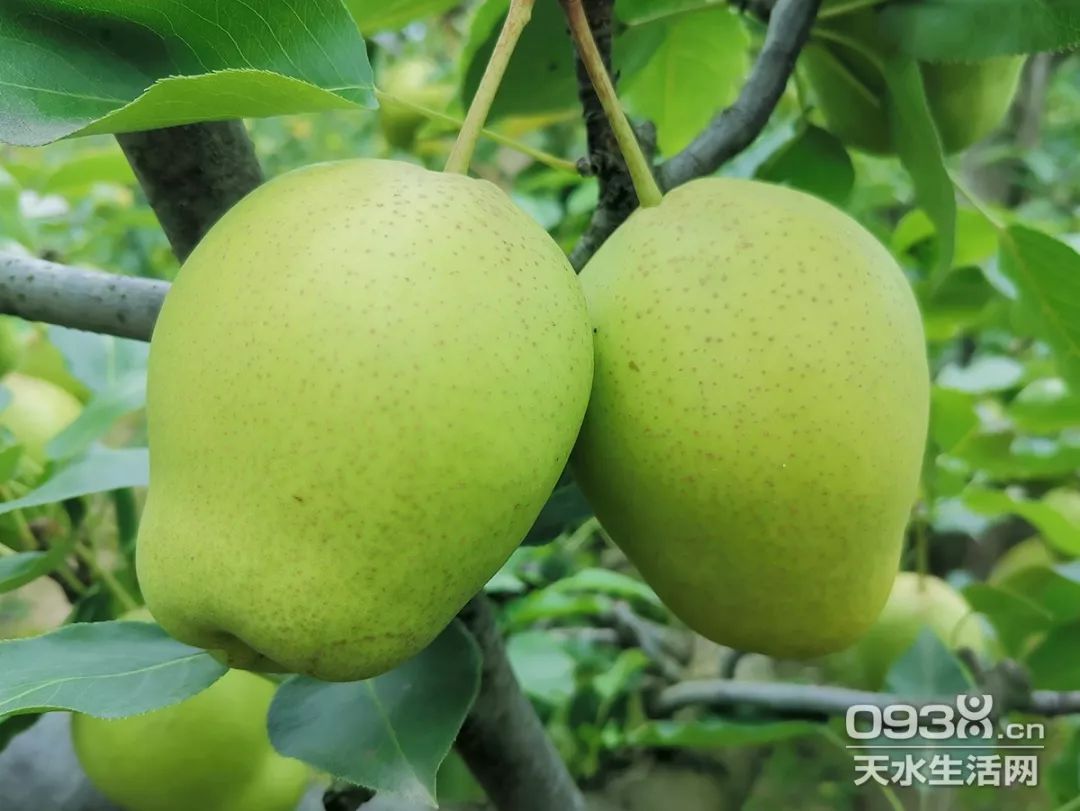 岂有此梨天水中梁镇麦王山村早酥梨大自然馈赠的天然美味