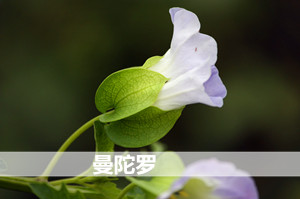 致幻植物动物也疯狂