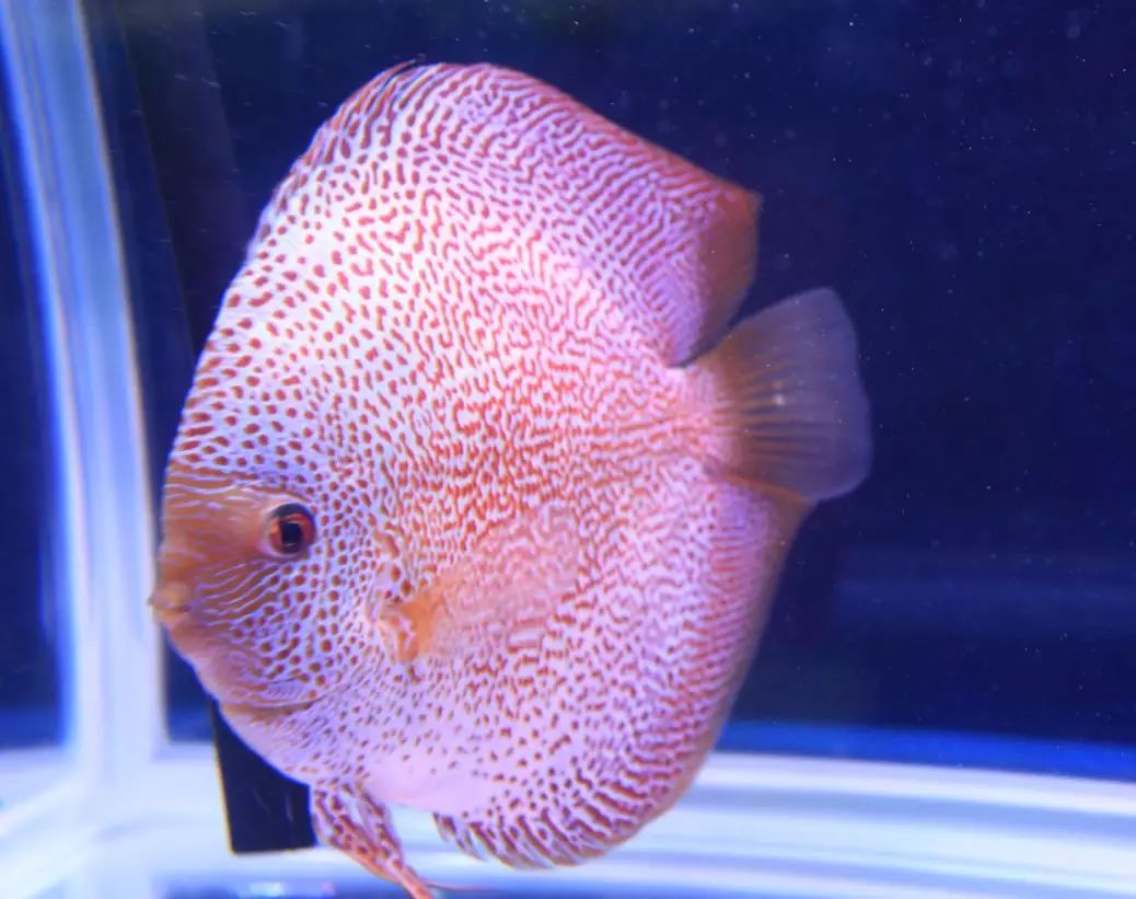 拥有神仙颜值的三大宠物鱼每一种都好看到极致