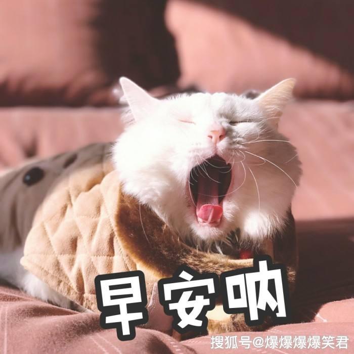 爆笑段子:爸妈的爱情,考验的却是我的生死!