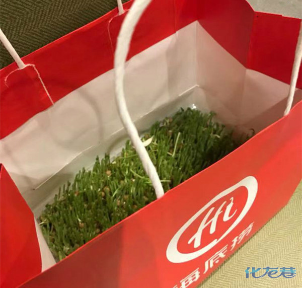 哈哈哈!海底捞服务员们送了我一盆豆苗,一周就可以收割了!