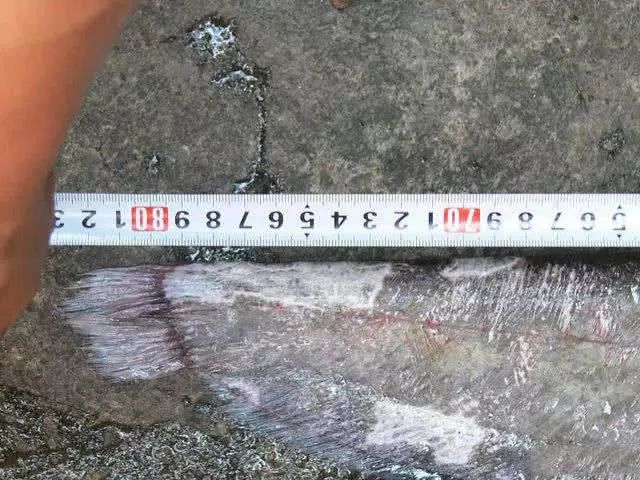 钓获7斤重的鲶巴郎嘴巴特别大嘴唇上长有很长的胡须