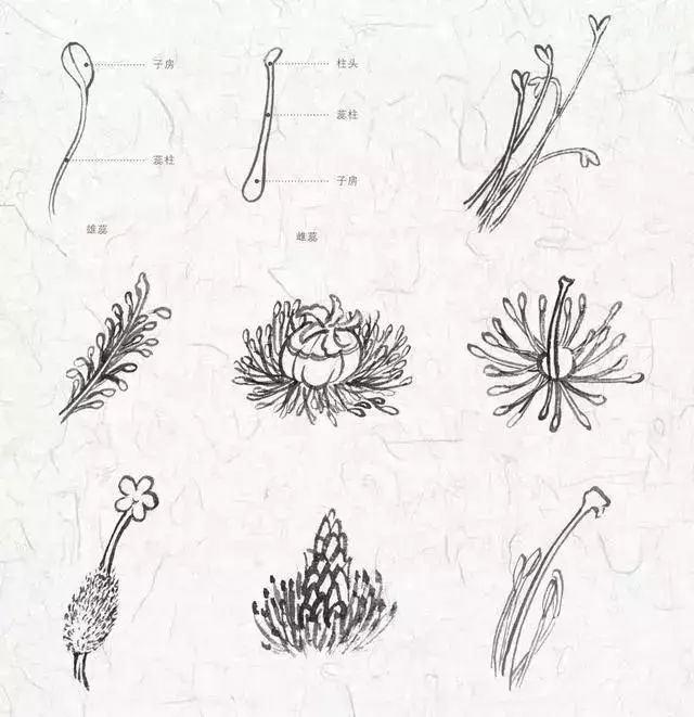 工笔画教程:花卉画法_花蕊