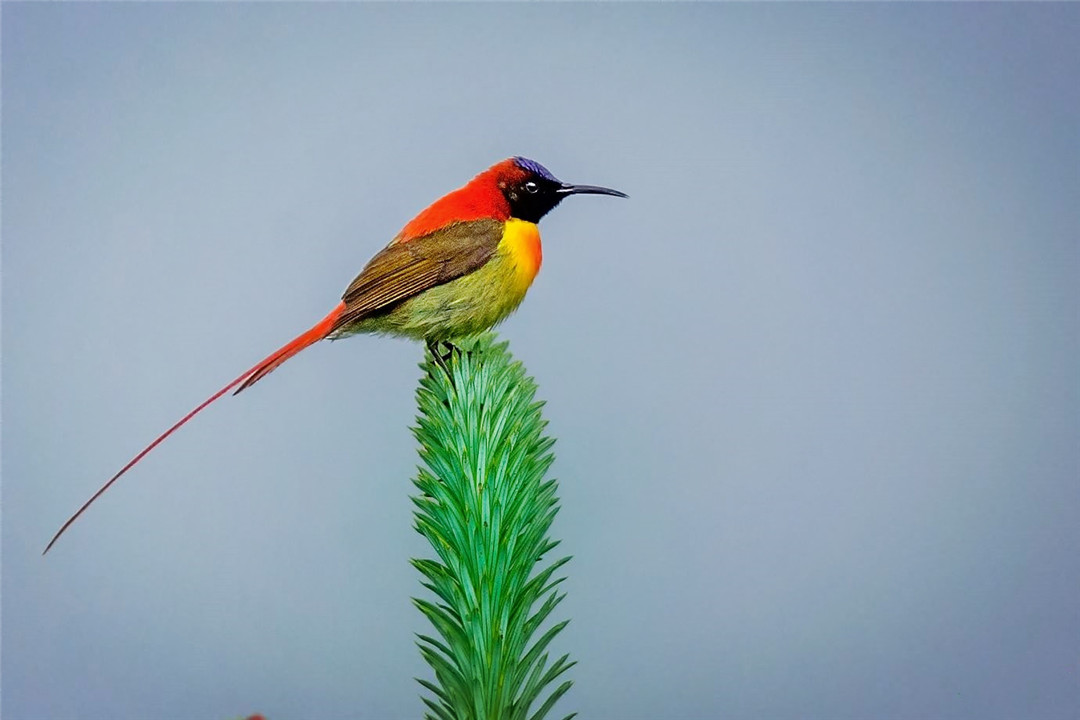 原创西藏发现一种精灵鸟羽毛比彩虹艳丽长尾如火焰还会用嘴吮吸花蜜