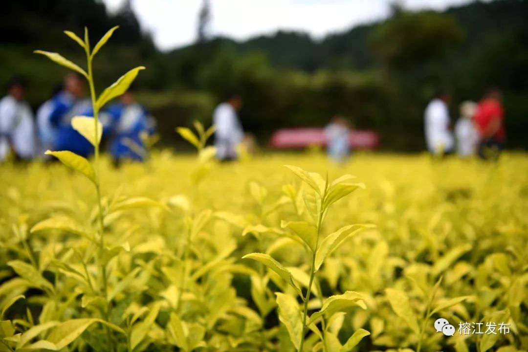 厲害了樂裡鎮種植黃金芽茶農民收穫滿地黃金