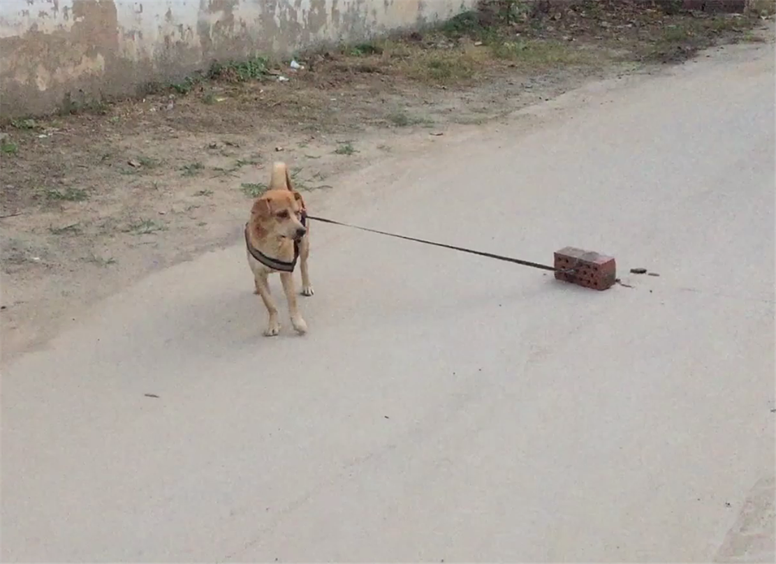 原创主人给田园犬测体力,狗子一块板砖拉不动,狗:我可能需要补一补