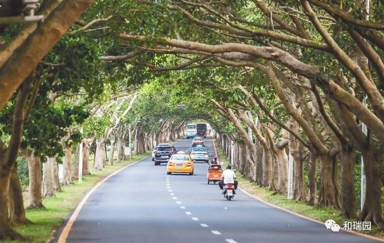 三亚亚龙湾路:榕树长廊 浪漫之路