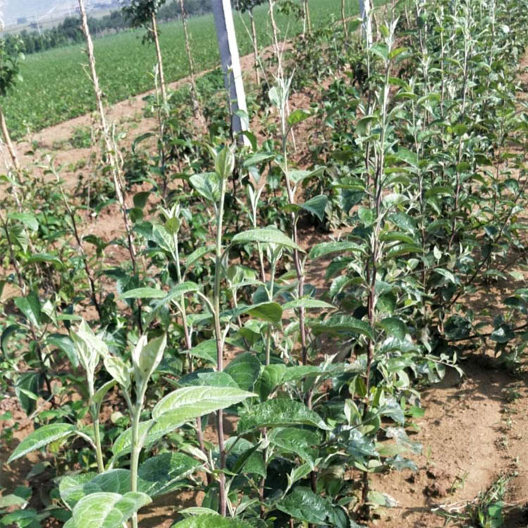 秦脆苹果苗又脆又甜颜值高市场广阔前景好