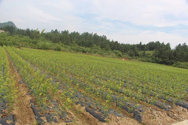 一年一度的黄金种植期即将到来您准备好了吗