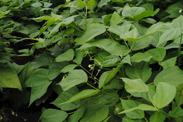 农业跨界挣大钱红芸豆和柚子原来还能这样卖深加工里有套路