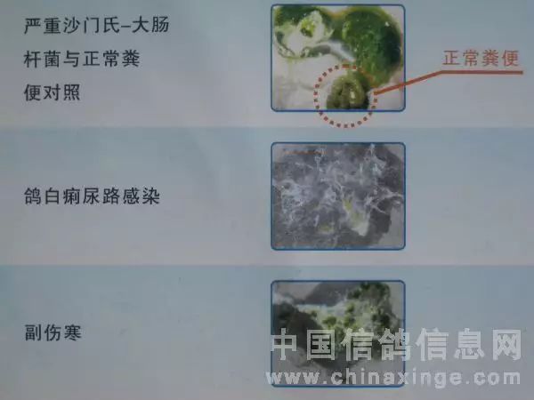 一般为肠炎或副伤寒病,此病也有较强的传染性,同样对信鸽会构成很大的