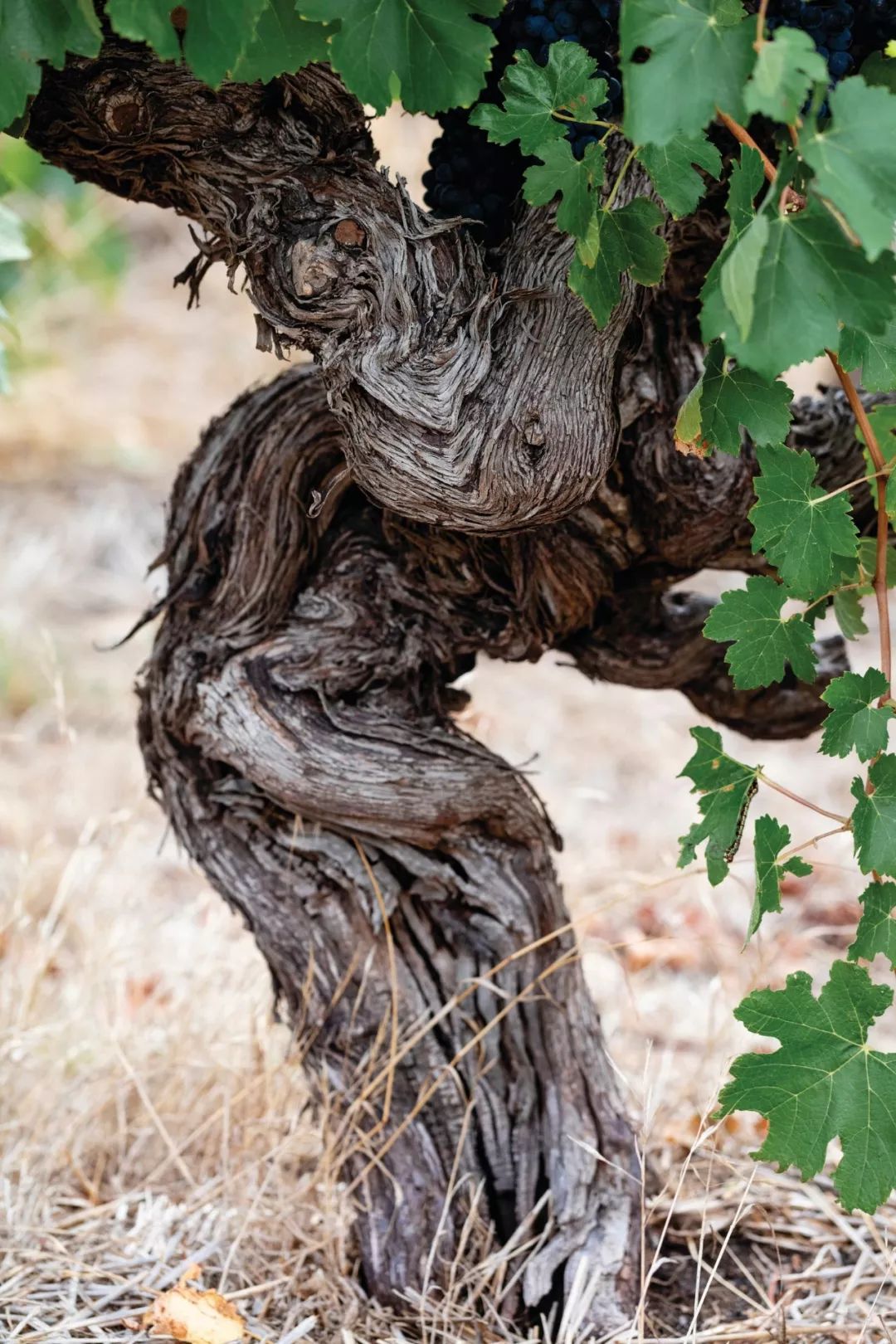 澳大利亚的老藤还有更多关于本年度澳大利亚葡萄酒在进博会上的息息