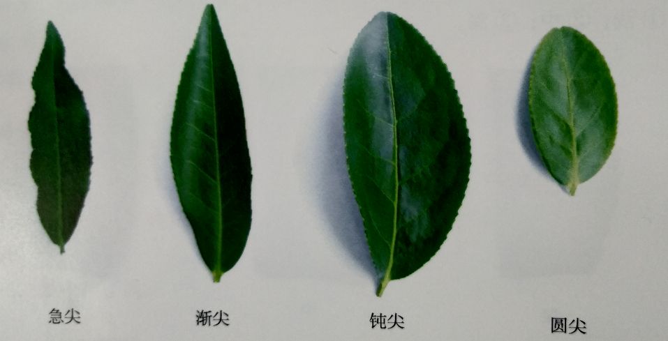 茶叶叶脉特征图片