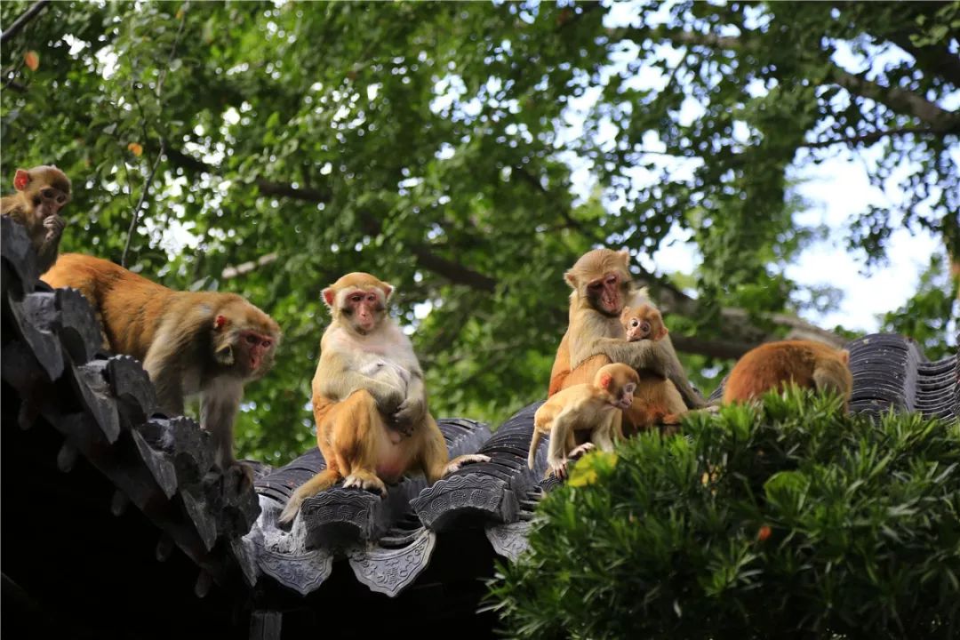 为你诵读神山行旅61水帘洞