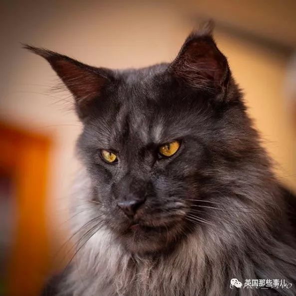 霸气侧漏喵如果猫族有皇室那它大概是其中的国王