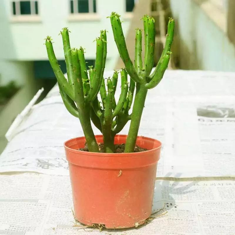 长期出差不在家送你几种耐旱植物和自动浇花小姿势