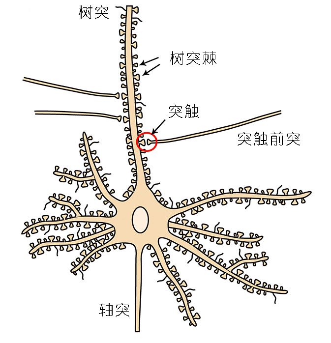 有一个细小的结构,叫做树突棘,这个树突棘是神经元之间可以连接的地方