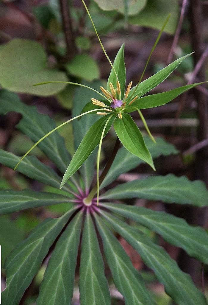 驚風抽搐,生長於山坡林下及灌叢陰溼處,是一種名貴的中藥藥材