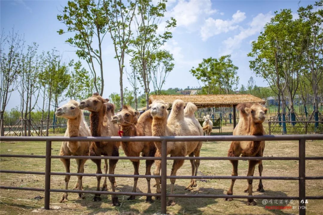 南京將有一批景點限時免費開放_森林動物園