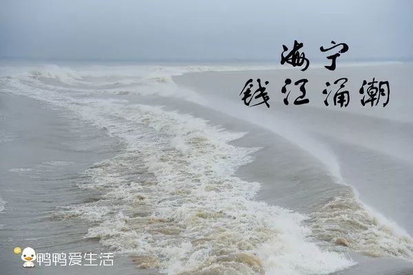 一城故事一江潮，探寻海宁盐官的追潮之旅，多少古今繁华诉不尽