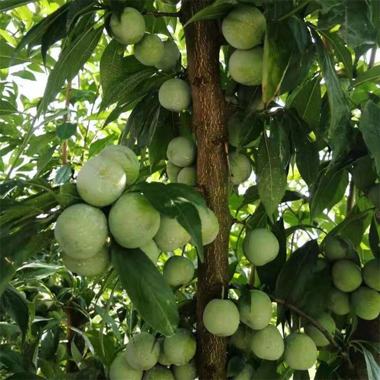 果树防寒防冻技术措施