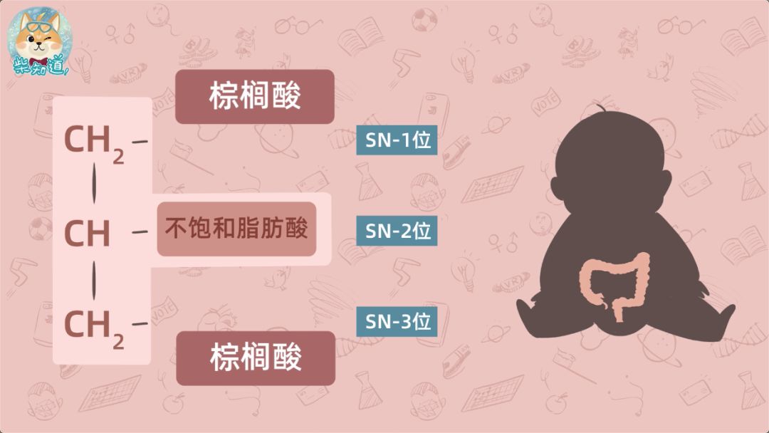 而在普通奶粉所使用的植物油中,棕榈酸分子则位于甘油三酯的sn-1,3位