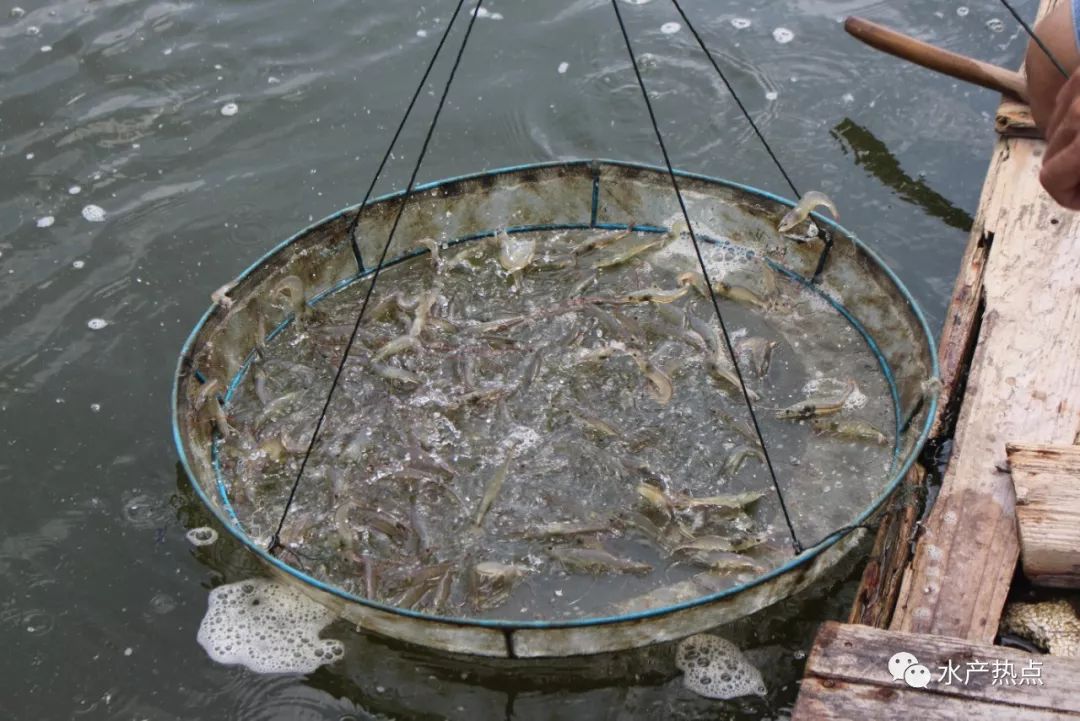 论对虾的杀虫与护鳃