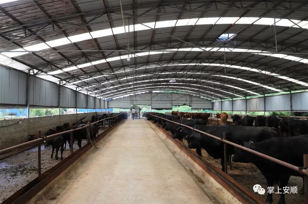 关岭养牛村筑起良巢凤来栖