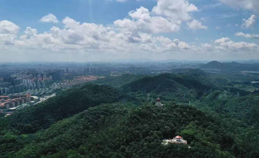 黃旗山 記者 鄭志波 攝■市民在黃旗山城市公園綠道散步,享受綠意