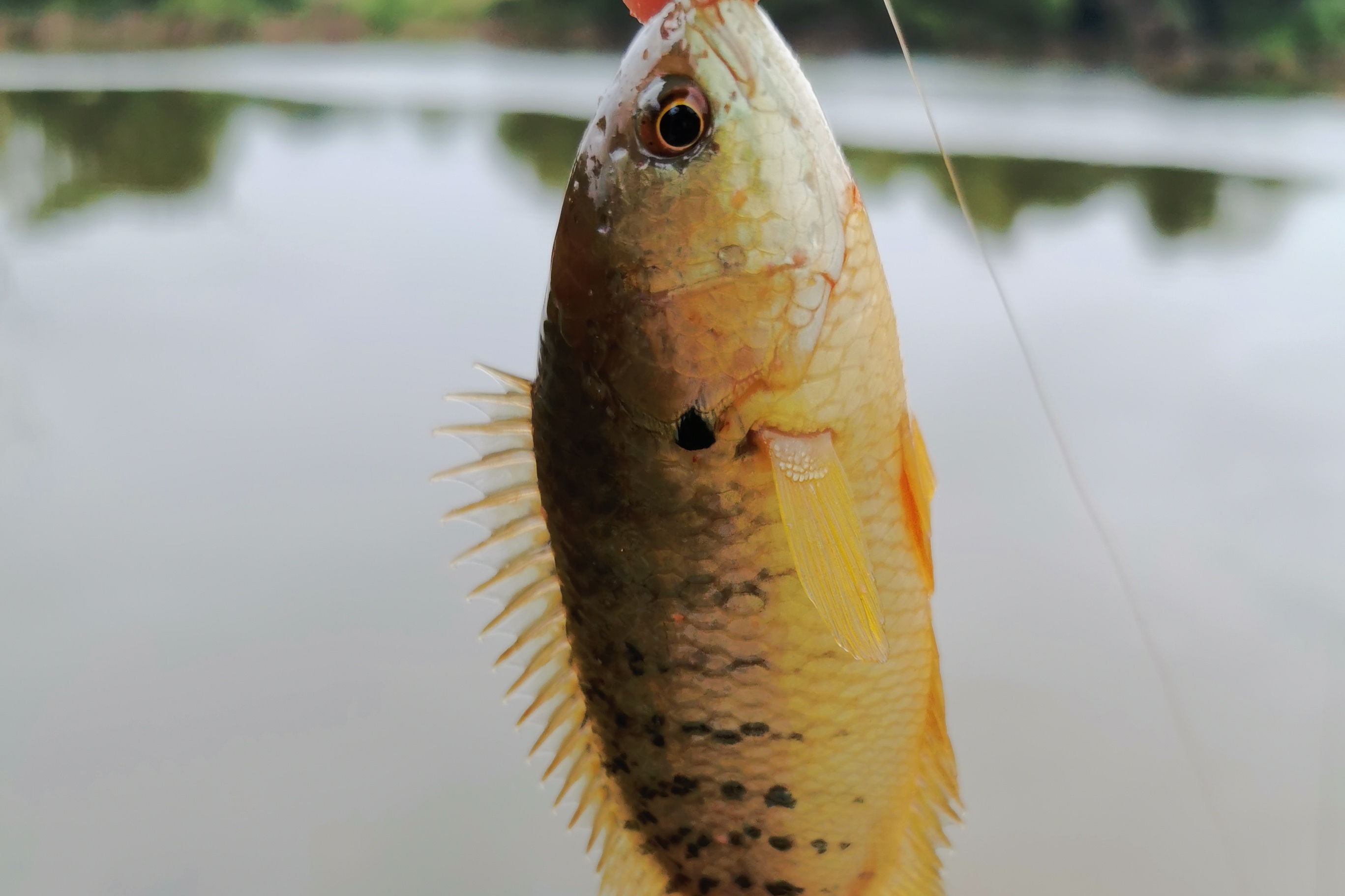 野钓小河清道夫泛滥怎么办