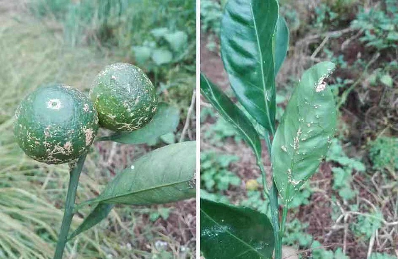 柑橘炭疽病是什麼引起的如何防治