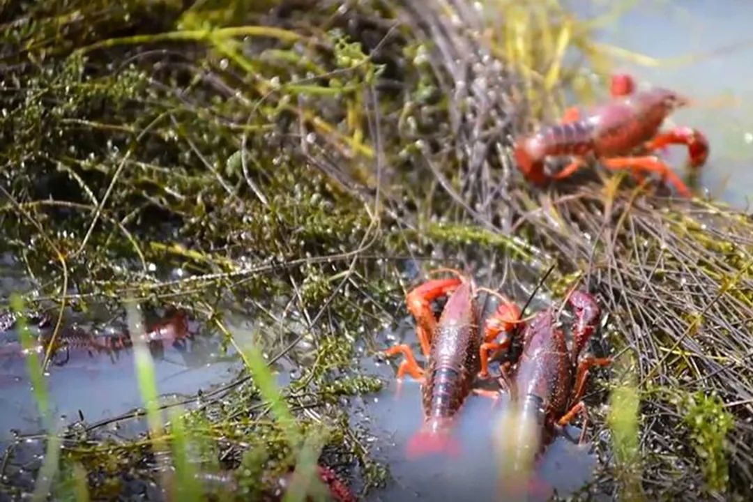 小龙虾生存环境图片