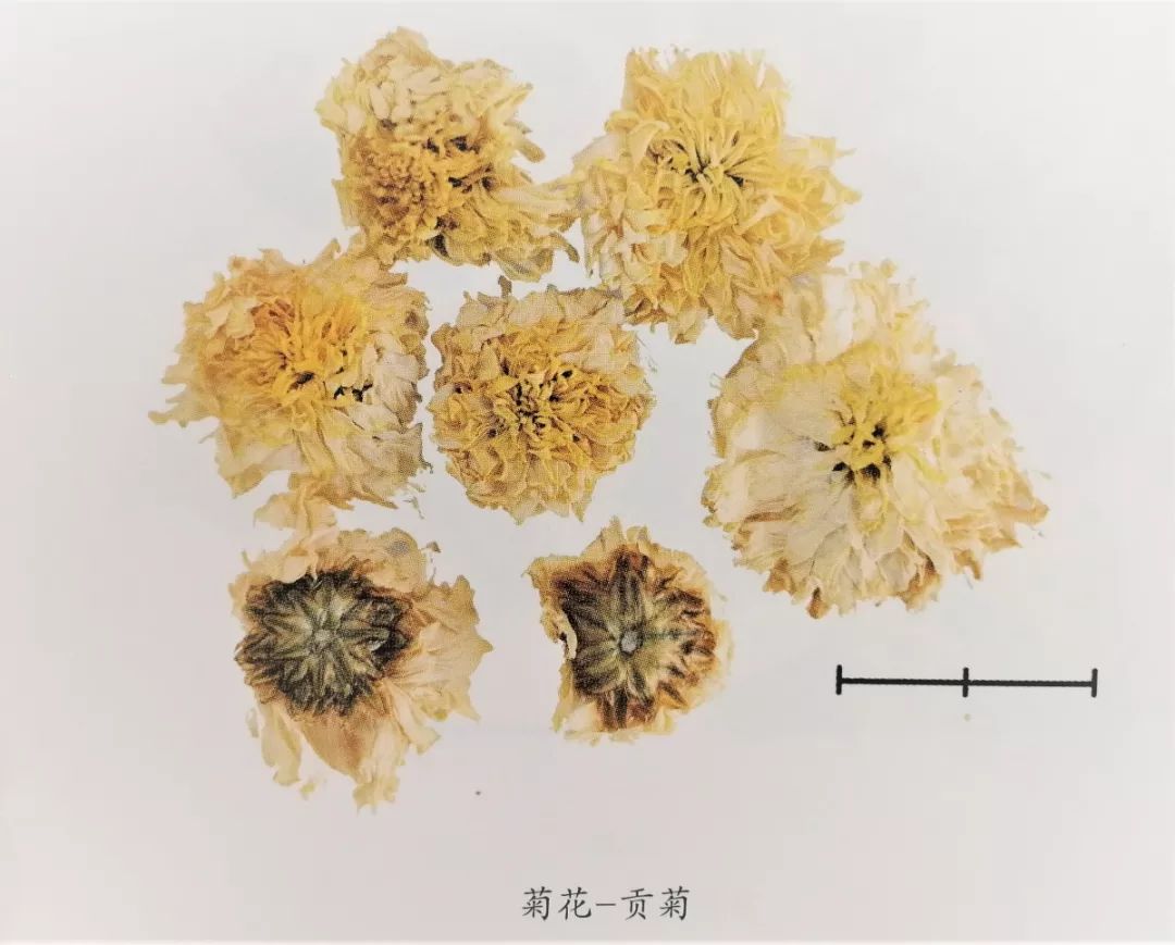 5～3cm,离散②滁菊:呈不规则球形或扁球形,直径1.5～2.5cm.