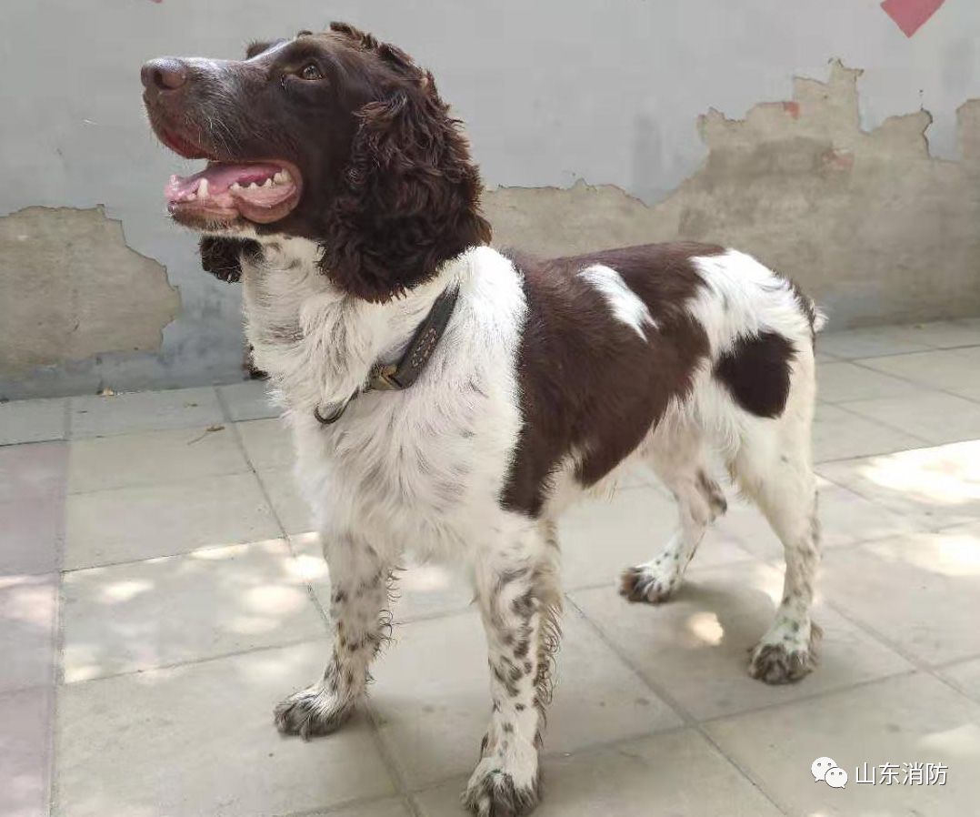 此次参加第五届全国搜救犬比武的搜救犬一共有145只,搜救犬品种主要有