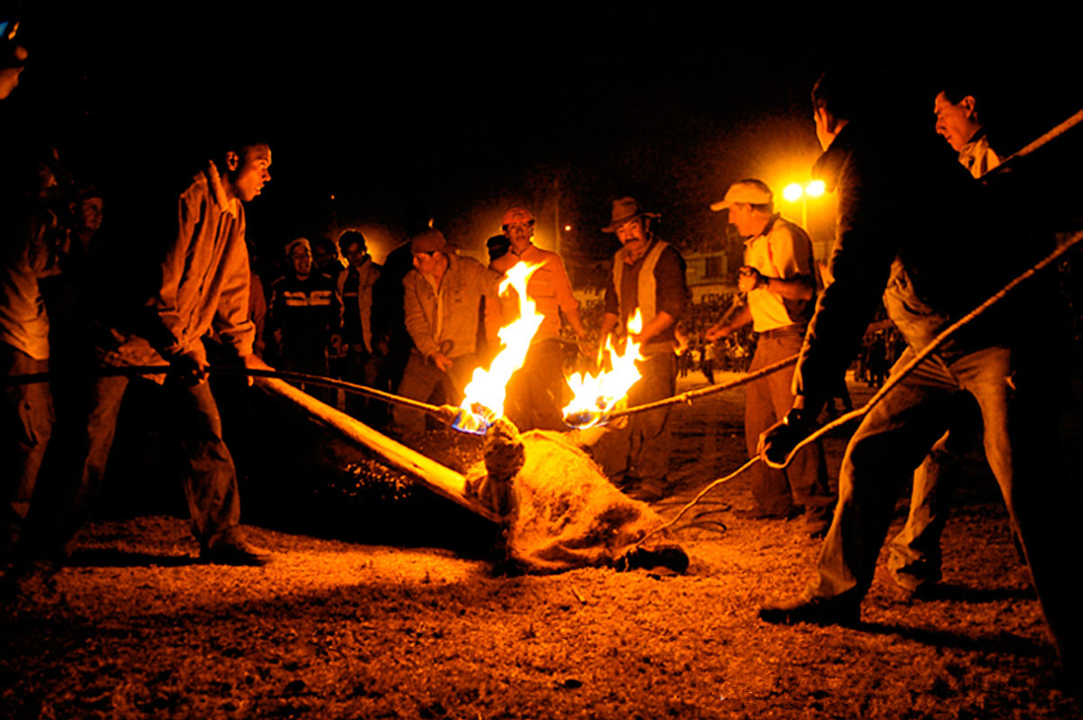 一群西班牙人在公牛角上点火让公牛疼痛难忍满场地跑