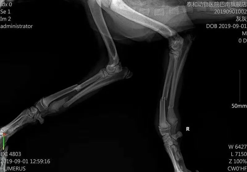 狗狗前腿骨头错位图图片