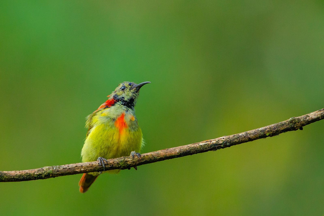 原创西藏发现一种精灵鸟羽毛比彩虹艳丽长尾如火焰还会用嘴吮吸花蜜